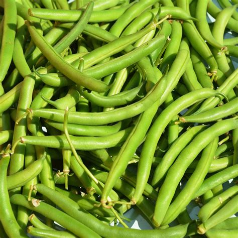 Provider Bush Bean Seeds 50 Lb Bulk Non Gmo Heirloom Green Snap