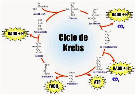 Ciclo de Krebs Ciclo de krebs Bioquímica Clase de biología