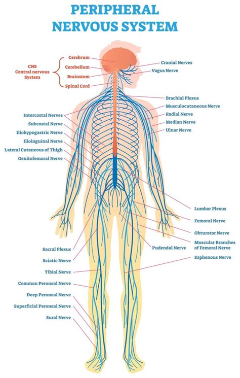 Cmt 101 Understanding Cmt And The Peripheral Nervous System Cmt