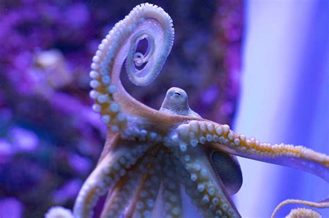 Day Octopus Hawaii Marine Life