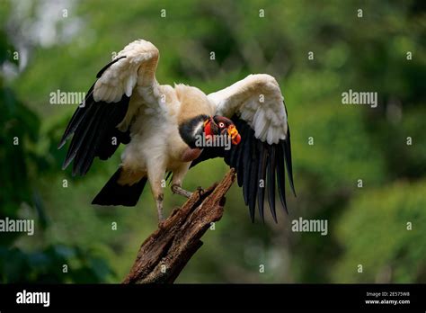 King Vulture Sarcoramphus Papa Big Bird Of Prey New World Vulture