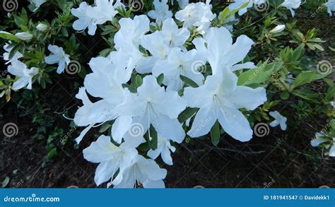 White Azalea Plant In A Garden Stock Image Image Of Blossom Park