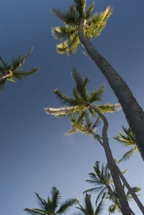 Free Stock Photo 5483 Palm Trees Low Angle Freeimageslive