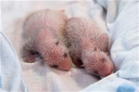 Newborn Giant Panda Cubs Gaining Weight Rapidly Toledo Blade