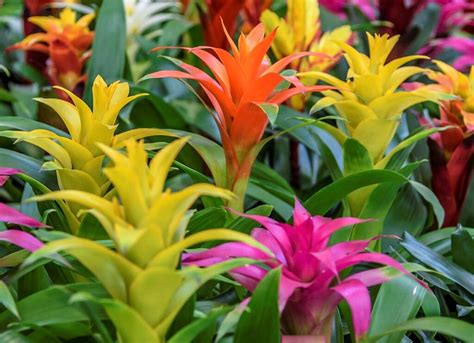 15 Flores Tropicales Preciosas Nombres Y Características