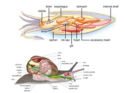 Circulatory And Excretory Systems In Animals