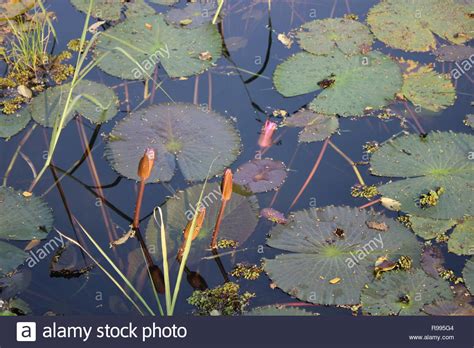 Bangladesh National Flower Is Water Lily Hi Res Stock Photography And