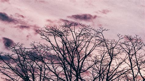 Wallpaper Tree Branches Sky Clouds Hd Picture Image