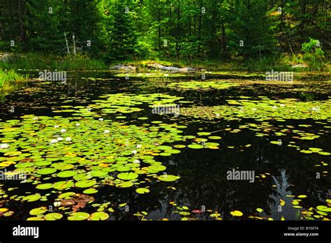 Water Lilies Water Lily Pads Lily Pad Greenery Foliage Hi Res Stock