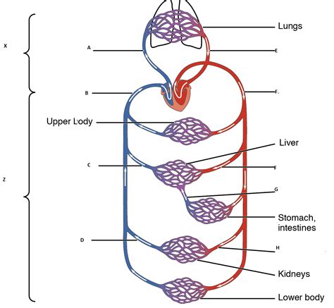 Assuming your heart doesn't have an infarction from lack of the blood vessels (major veins) entering the right atrium of heart are svc (superior vena cava) and ivc(inferior vena cava ). Major blood vessels | Circulatory System Quiz - Quizizz