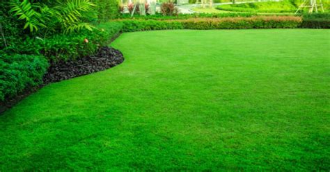 How To Make Grass Green And Lush