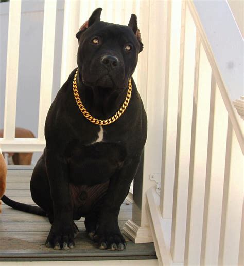Gold Cuban Link Stainless Steel Luxury Dog Choke Chain