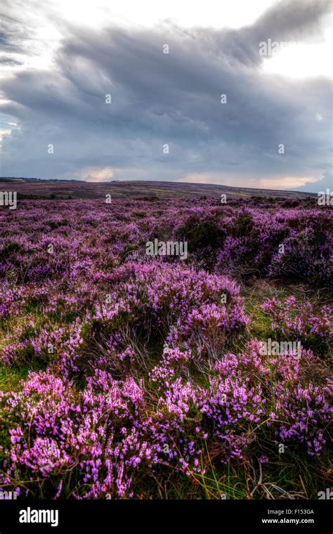 Ling Heather Calluna Vulgaris In Flower North Yorkshire Moor Moors