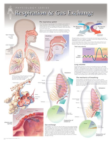 Diagram Respiratory System Function