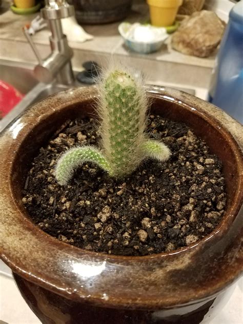 Growing cacti is a hobby for people with a sense of eternity! How fast do monkey tail grow? I just received this today ...