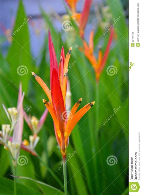 Surpassing the flora of hawaii and some of its hiking trails, cerro chato (a dormant volcano which lies next to arenal) offers an amazing hiking trail that florists. Heliconia Psitacorum Costa Rica Tropical Flower Royalty ...