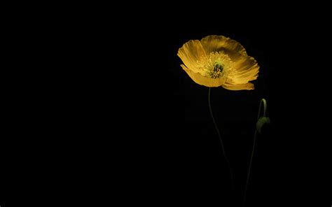 Download Wallpaper 3840x2400 Poppy Flower Petals Yellow Dark 4k