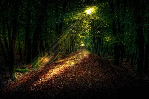 무료 이미지 경치 자연 통로 잔디 하늘 햇빛 아침 분위기 저녁 밀림 가을 어둠 초목 열대 우림 낙엽