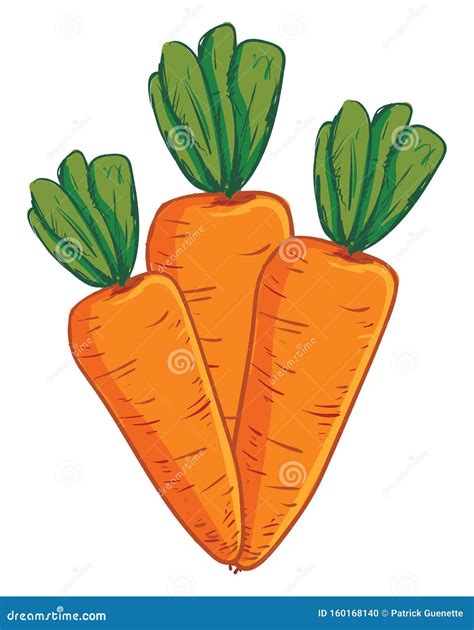 A Bunch Of 3 Carrots Vector Or Color Illustration Stock Vector