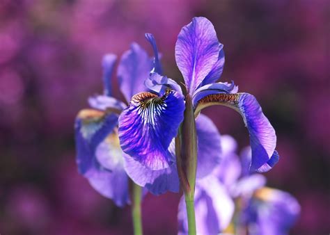Irises How To Plant Grow And Care For Iris Flowers The Old Farmers Almanac
