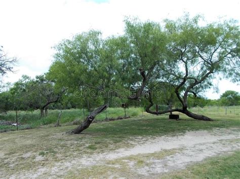 Central Texas Mesquite Trees Ariel Chesser