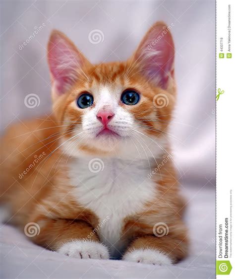 Cute Ginger Kitten With Blue Eyes Stock Image Image Of Domestic Blue