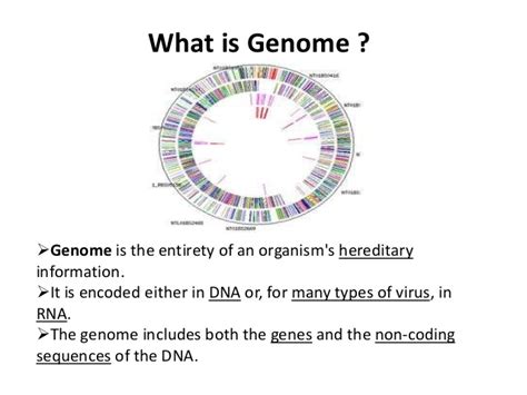 A genome has many dna sequences and these are called repetitive dna. GENOME ORGANISATION IN EUKARYOTES