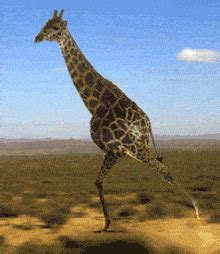 Giraffe Gifs Gemakkelijk Gifs Delen Gifs Nl