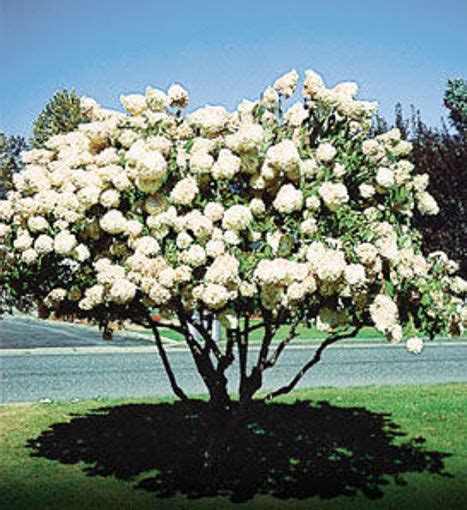 Learn About Pee Gee Hydrangea Arbor Day Foundation