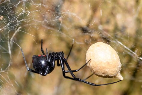 Where Do Southern Black Widows Live Black Widow Spider Life Cycle