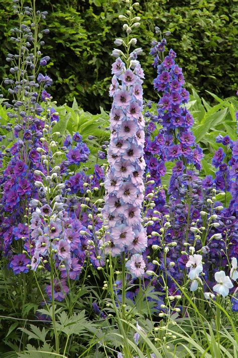 What Are The Secrets To The Correct Care Of Delphinium Read This