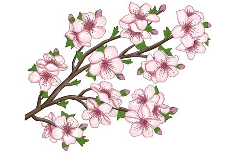 How To Draw A Cherry Blossom Tree Branch