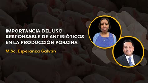 Importancia Del Uso Responsable De Antibióticos En La Producción Porcina