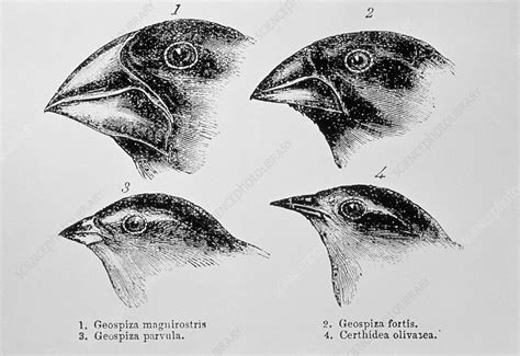 Diagram Of Beaks Of Galapagos Finches By Darwin Stock Image N920