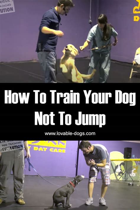 Lovable Dogs How To Train Your Dog Not To Jump Lovable Dogs