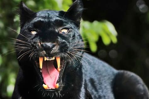 People Too Terrified To Leave Their Homes After Panther Spotted