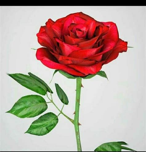 Terkeren 30 Gambar Bunga Mawar Merah Paling Indah Gambar Bunga Hd