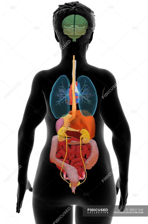 Human Anatomy Back View Organs