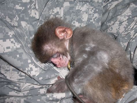Abused Baby Monkey Rescued By Our Soldiers Became Their New Roommate
