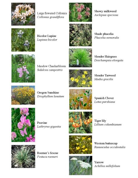 Meadow Wildflower Identification Friends Of Baltimore Woods