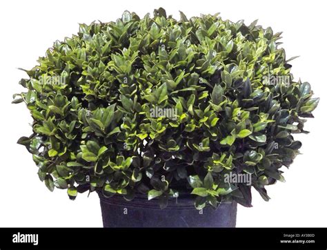 Wax Leaf Ligustrum Shrub Stock Photo Alamy
