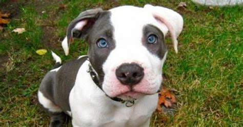 You'r guarantee for your purchase. American Pitbull Puppies Price In India - Pet's Gallery