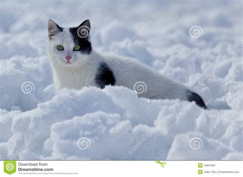 Beautiful Cat In The Snow Stock Image Image 12901061