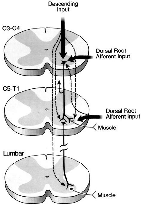 Effect Of Neonatal Cervical Spi Nal Cord Injury On The Supraspinal