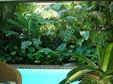 Tropical Plants For Pool Landscaping