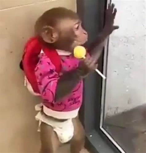 ʜɪʟʟs On Twitter In 2021 Monkeys Funny Stupid Memes Monkey Pictures