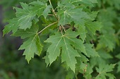 Acer saccharinum (Silver Maple) | Trees and shrubs, Plant leaves ...