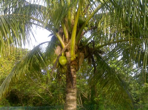 Harga buah bole mencecah rm10 sekilo 6. Banting Klasika: Santapan Minda 1 - Belajarlah dari pokok ...