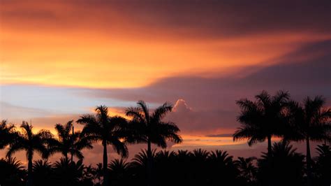 Florida statutes chapter 481 section 303 defines the scope of our practice, which includes, but is not limited to: Download wallpaper 2560x1440 dusk, palm trees, dark ...