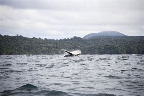 Humpback Whales Dancing And Saying Hello Humpback Whales Flickr